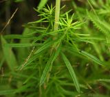 genus Galium