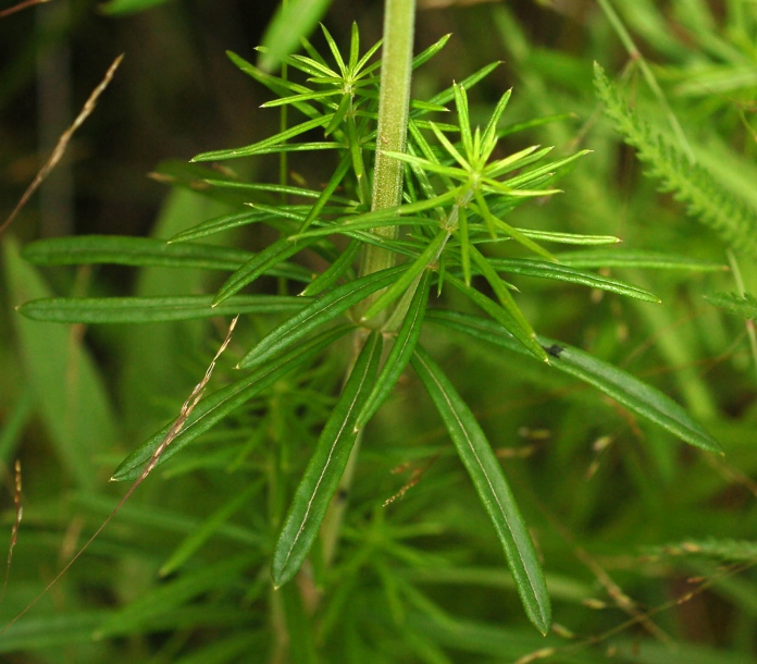 Image of genus Galium specimen.