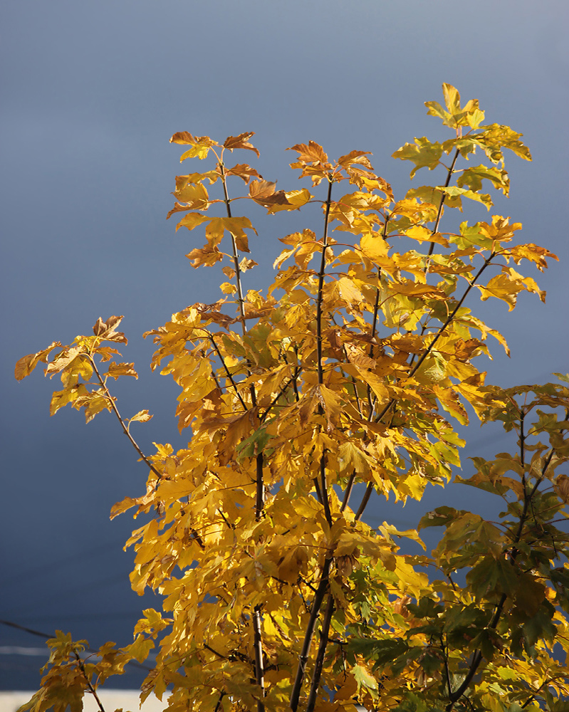 Image of Acer pseudoplatanus specimen.