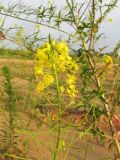 Sisymbrium loeselii. Соцветие с цветками и завязавшимися плодами. Республика Татарстан, г. Казань, пос. Займище, пойма р. Волга, окр. Займищенского моста, песчаный пляж. 21.06.2015.