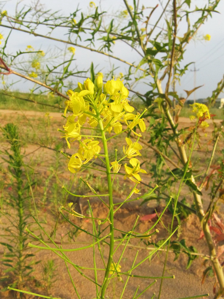 Image of Sisymbrium loeselii specimen.