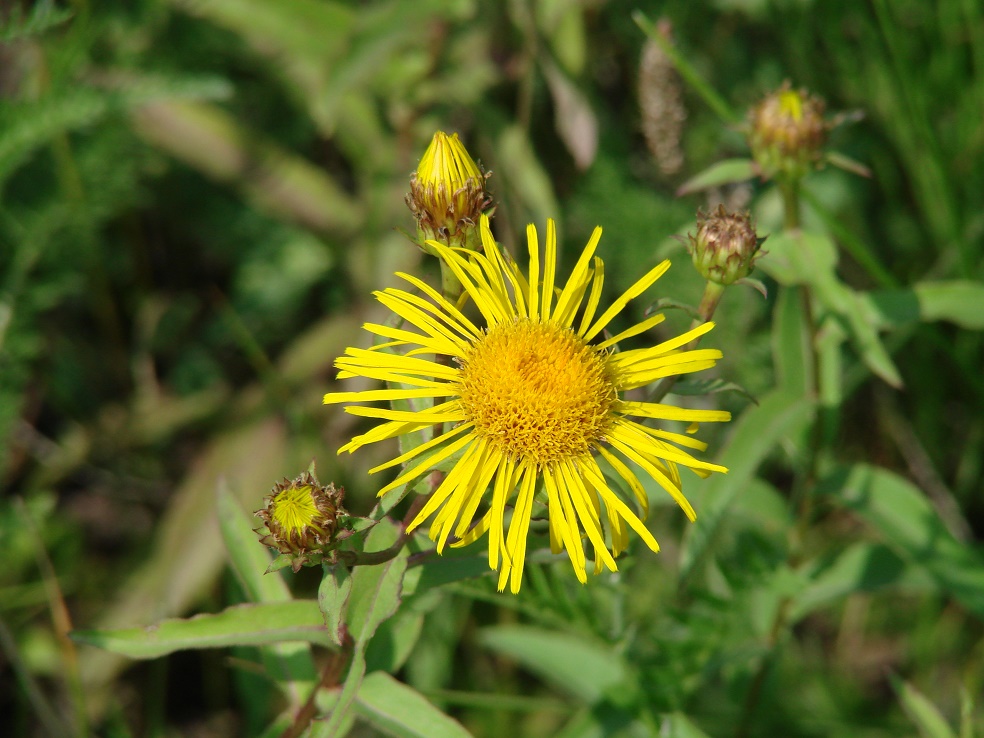 Изображение особи Inula salicina.