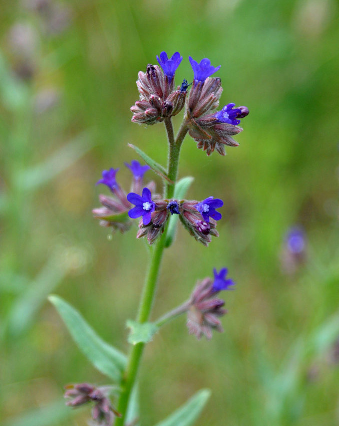 Image of Anchusa leptophylla specimen.