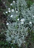 Cerastium biebersteinii