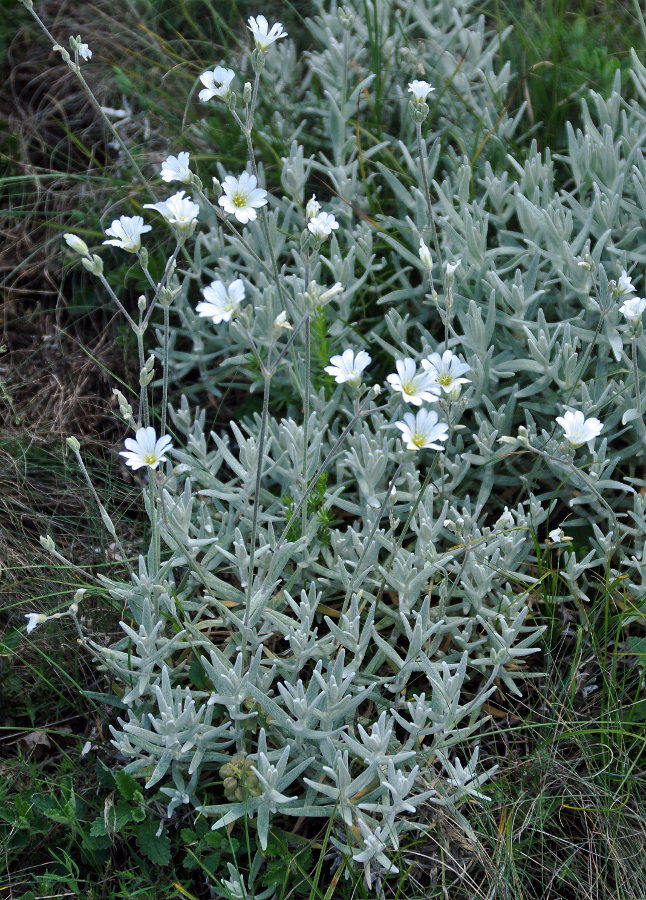 Изображение особи Cerastium biebersteinii.