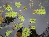 Salvinia natans