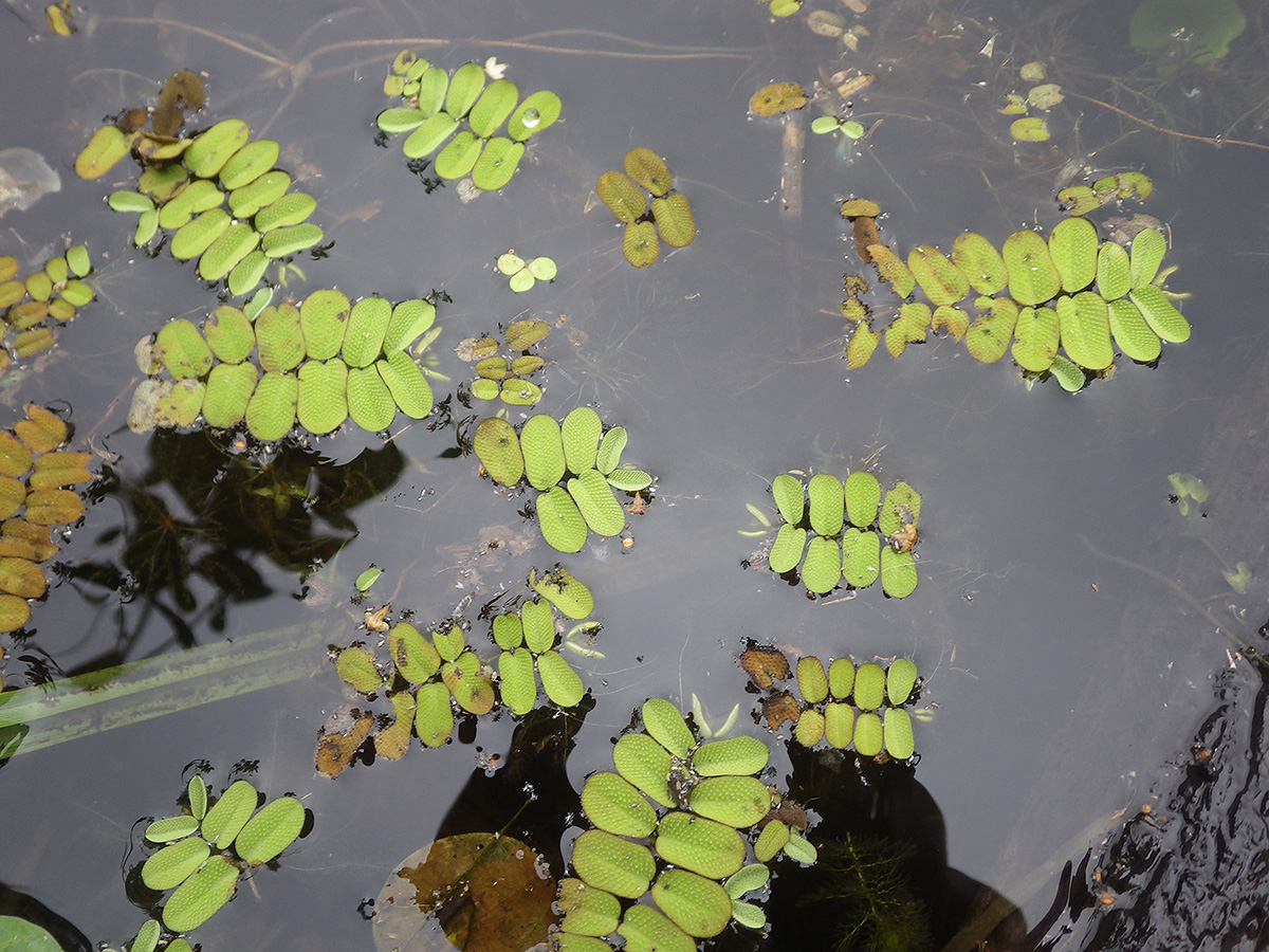 Image of Salvinia natans specimen.