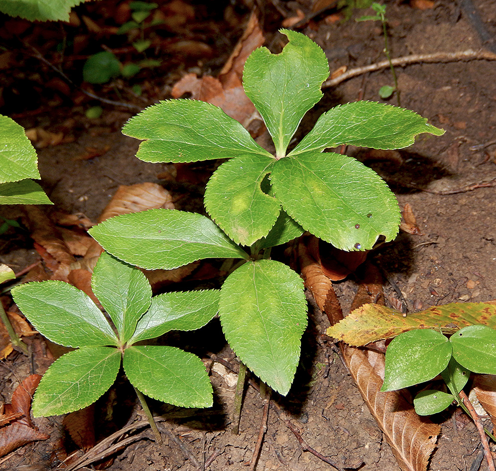 Изображение особи Helleborus caucasicus.