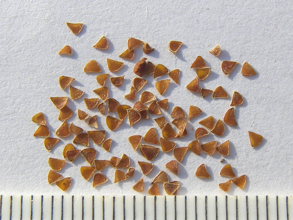 Image of Gagea bulbifera specimen.