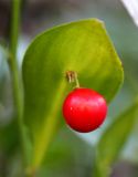 Ruscus colchicus