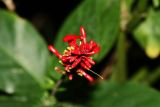 Image of taxon representative. Author is Зоя Эль