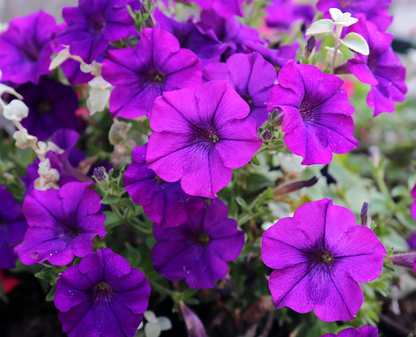 Изображение особи Petunia &times; hybrida.