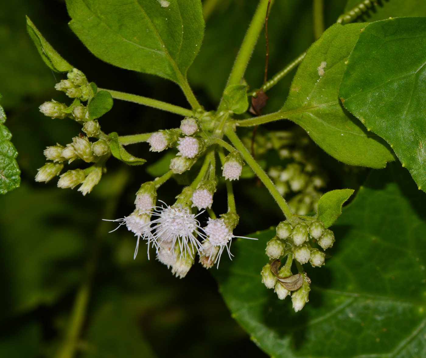 Image of Chromolaena odorata specimen.