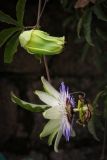 Passiflora caerulea. Цветок с бутоном и листом. Абхазия, г. Пицунда, озеленение. 14.08.2013.