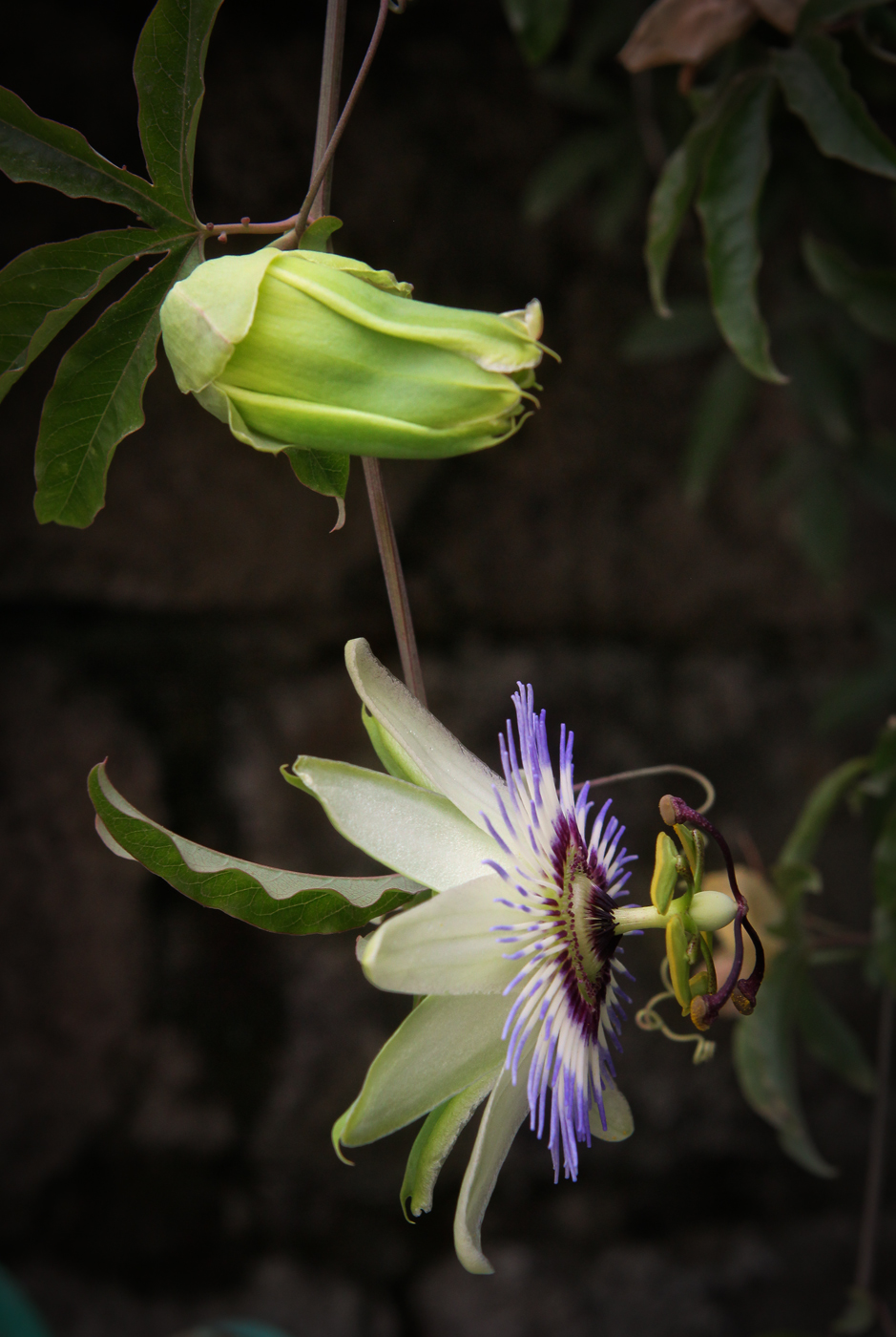 Image of Passiflora caerulea specimen.