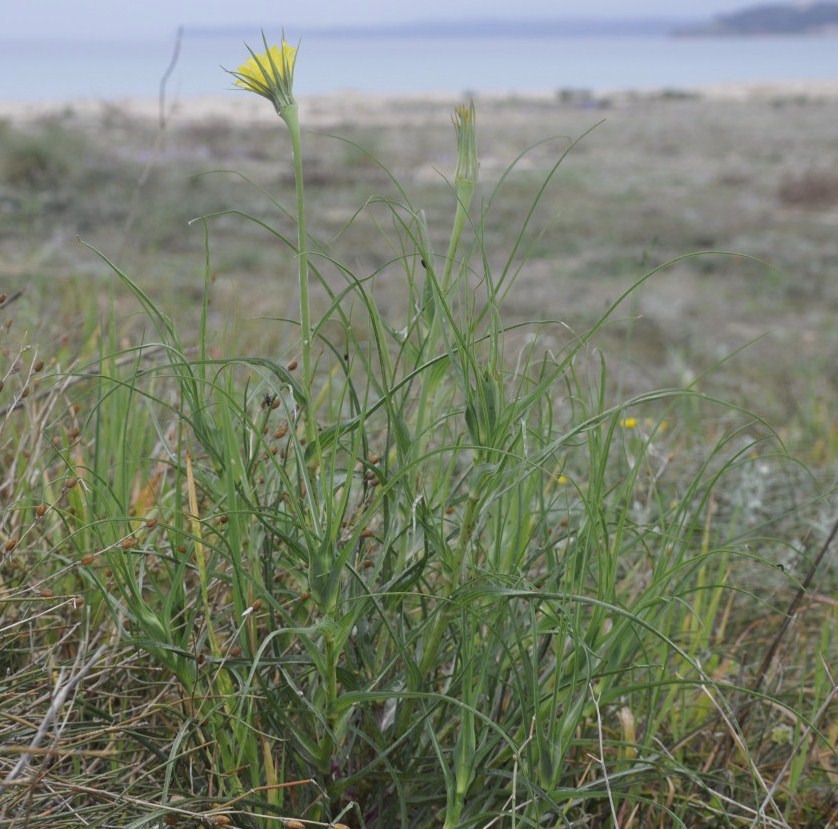 Image of Tragopogon tommasinii specimen.