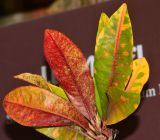 Codiaeum variegatum