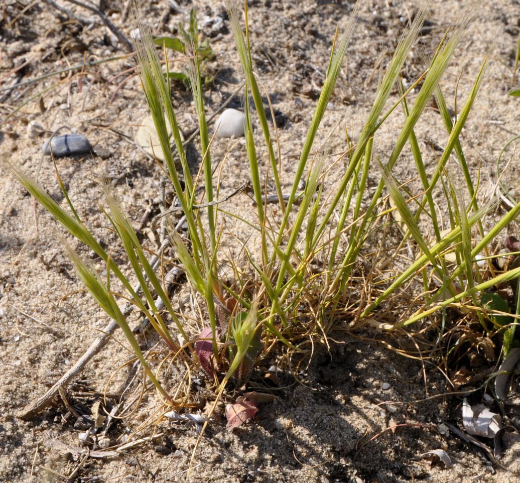 Image of Vulpia fasciculata specimen.