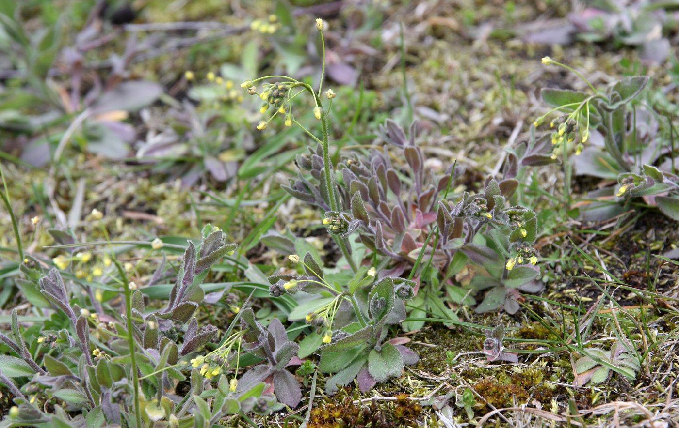 Image of Draba nemorosa specimen.