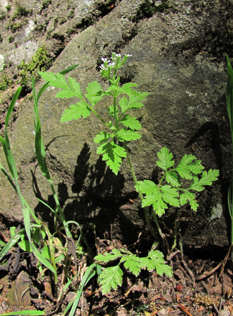 Изображение особи Physocaulis nodosus.