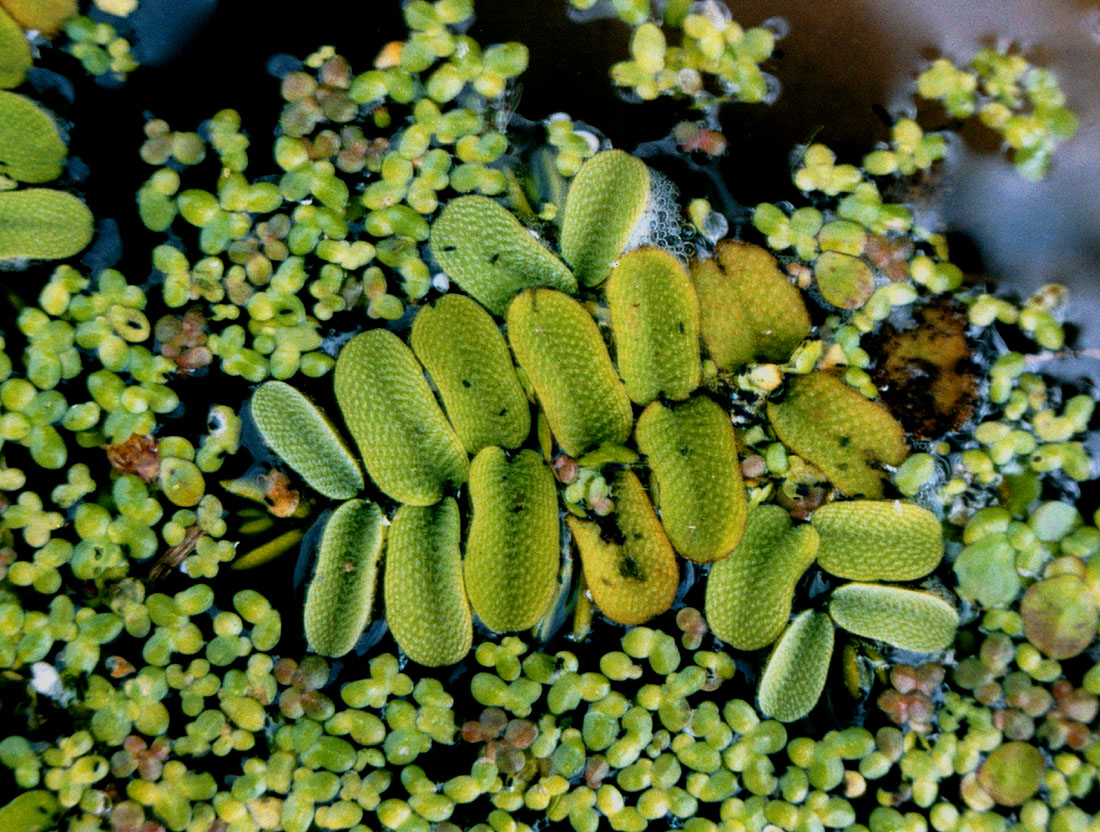 Image of Salvinia natans specimen.