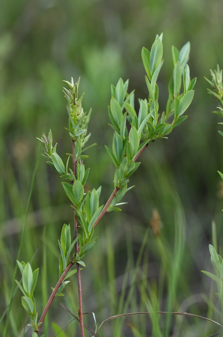 Image of Salix myrtilloides specimen.