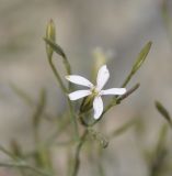 Petrorhagia illyrica ssp. haynaldiana