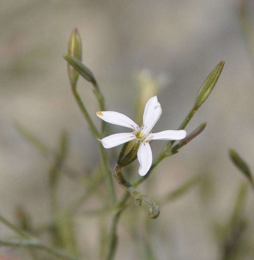 Image of Petrorhagia illyrica ssp. haynaldiana specimen.