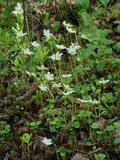 Moneses uniflora