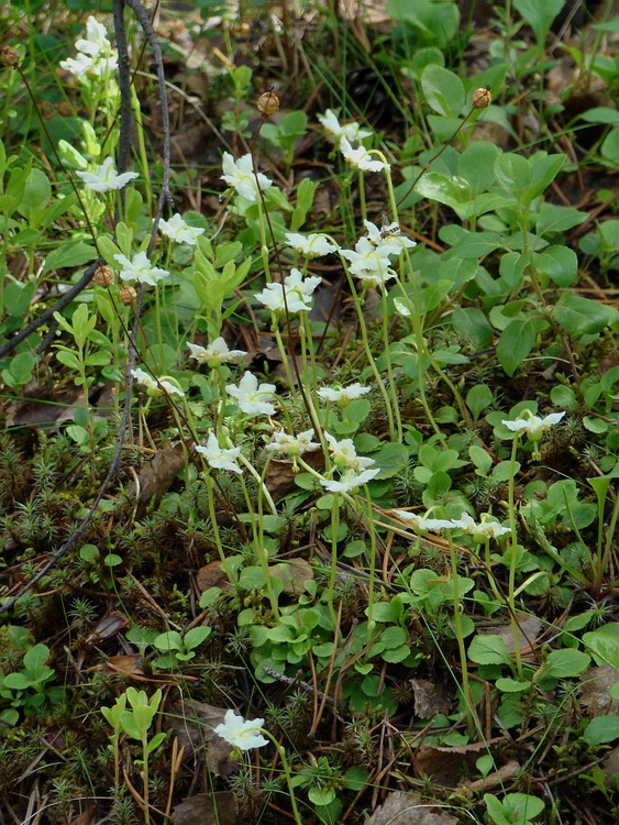 Изображение особи Moneses uniflora.