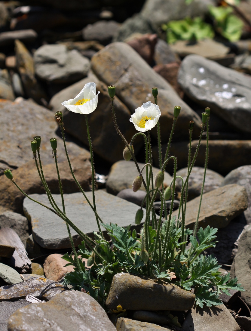 Image of Papaver sokolovskajae specimen.