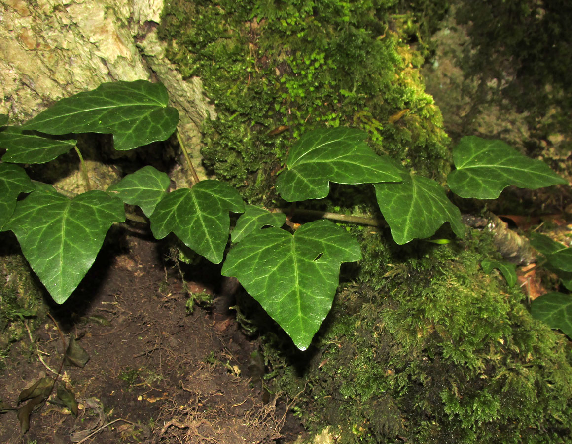 Image of Hedera helix specimen.