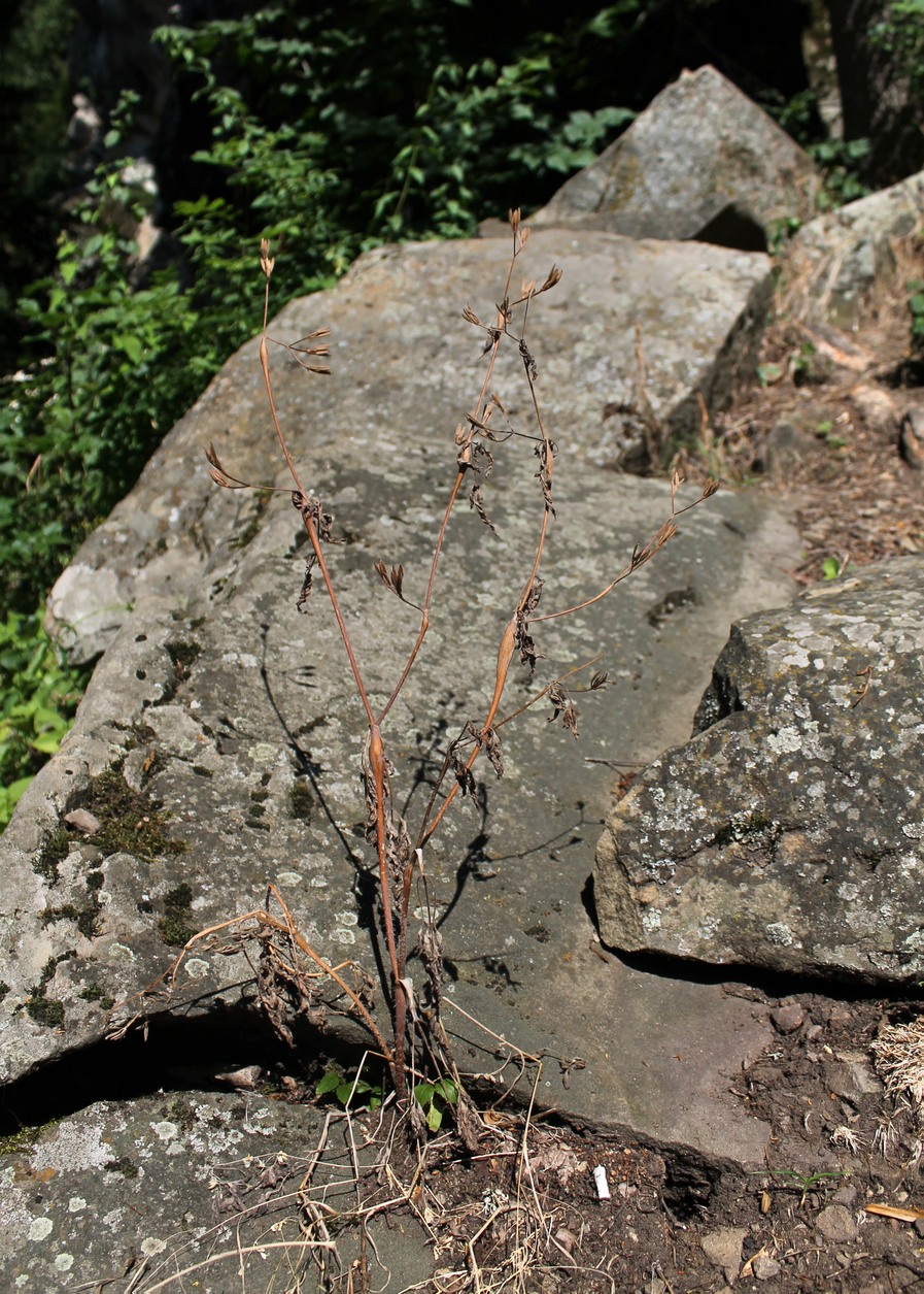 Image of Physocaulis nodosus specimen.