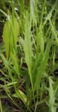 Scorzoneroides autumnalis