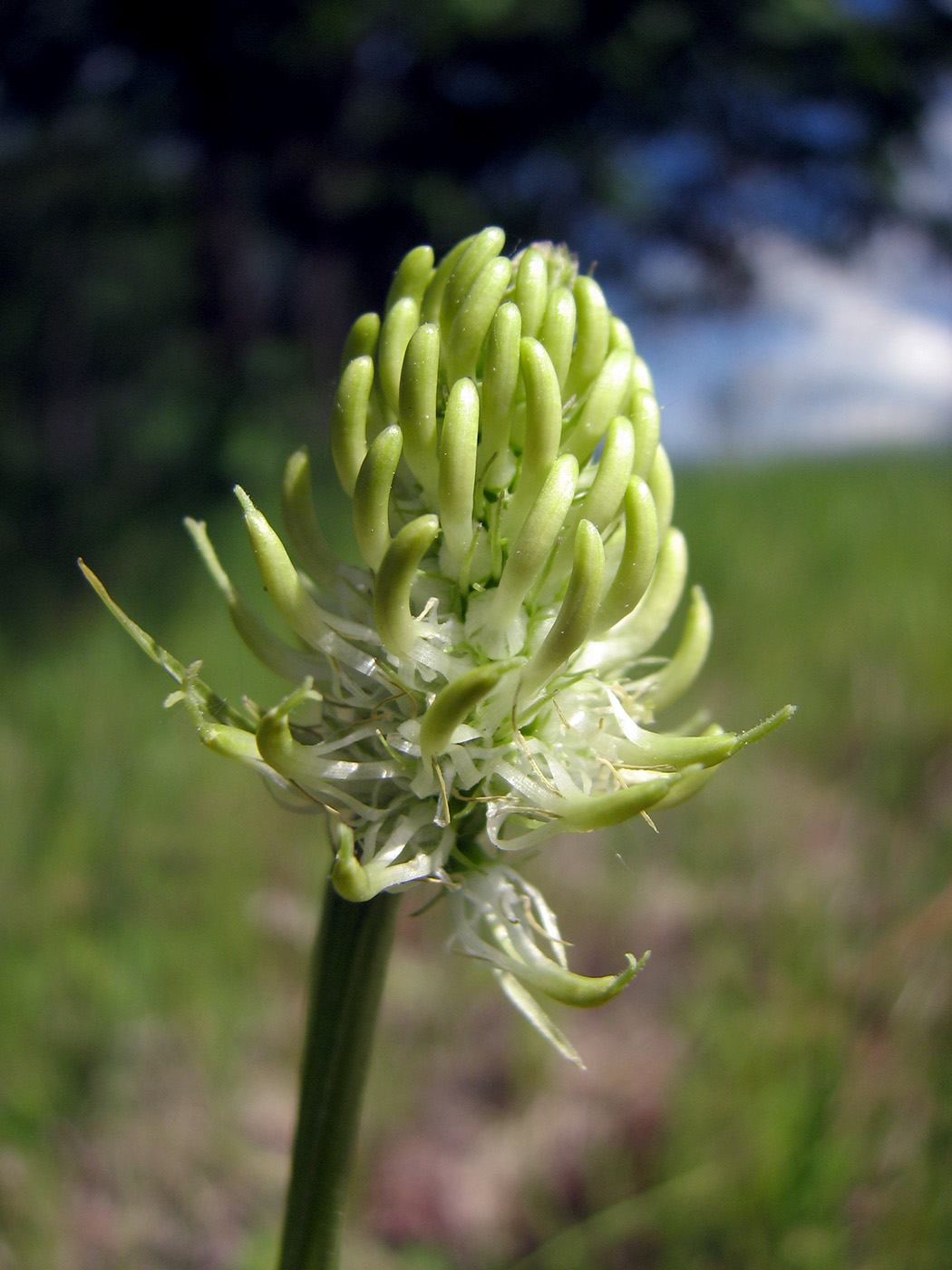 Изображение особи Phyteuma spicatum.