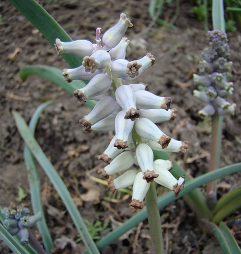 Изображение особи Muscari muscarimi.