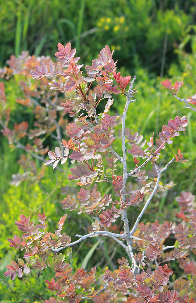 Image of Pistacia mutica specimen.