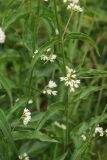 Vincetoxicum hirundinaria