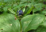 Paris quadrifolia. Верхушка плодоносящего растения с сидящим пауком. Марий Эл, г. Йошкар-Ола, лесистая часть Центрального парка. 28.07.2017.