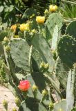 Opuntia discata. Часть цветущего растения. Южный берег Крыма, Никитский ботанический сад, в культуре. 22 июня 2016 г.