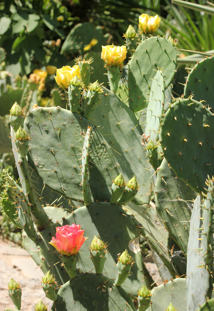 Изображение особи Opuntia discata.