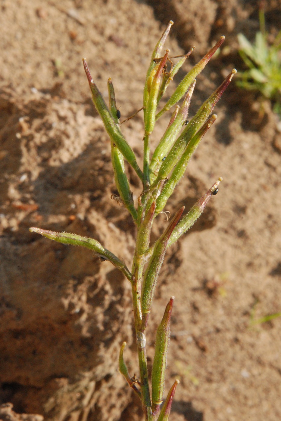 Image of Sinapis arvensis specimen.