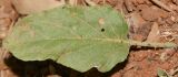 Solanum elaeagnifolium