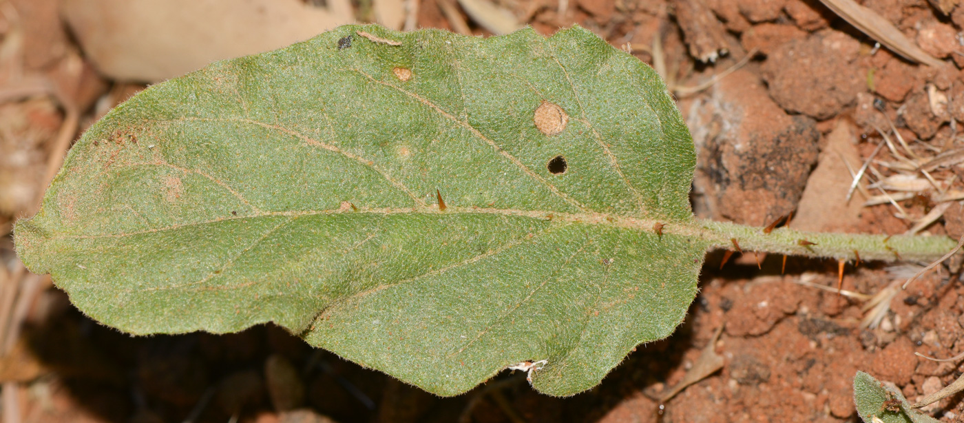 Изображение особи Solanum elaeagnifolium.