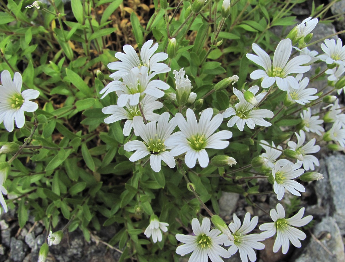 Изображение особи Cerastium polymorphum.