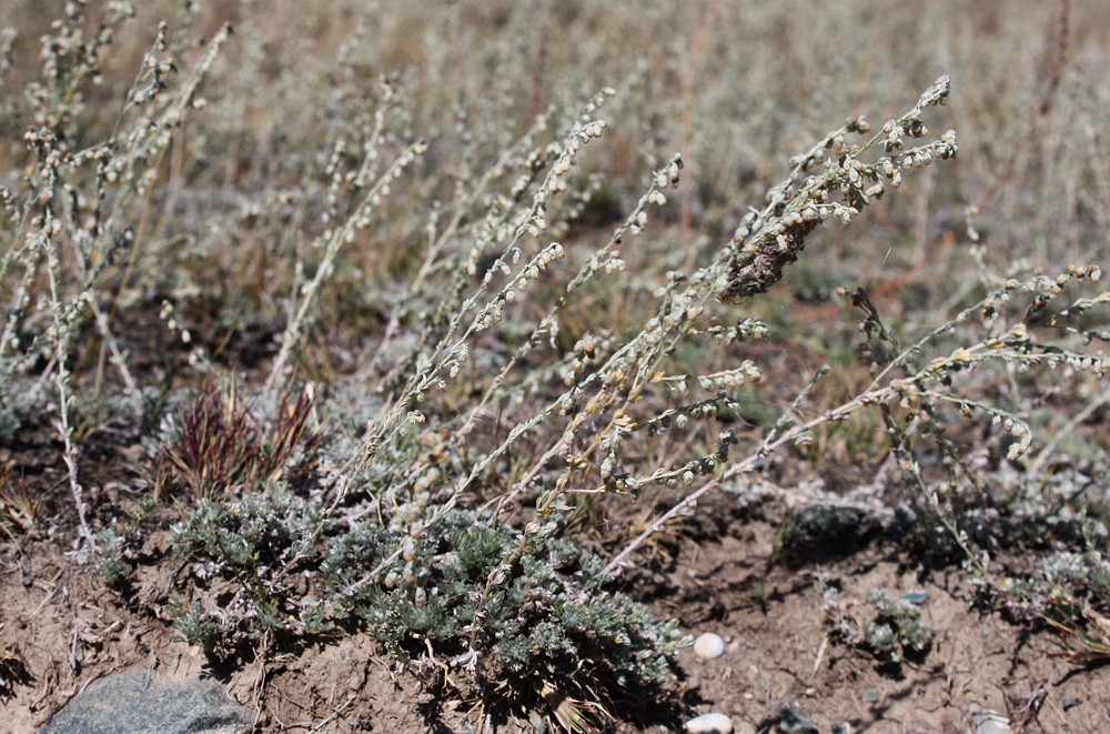 Image of Artemisia frigida specimen.