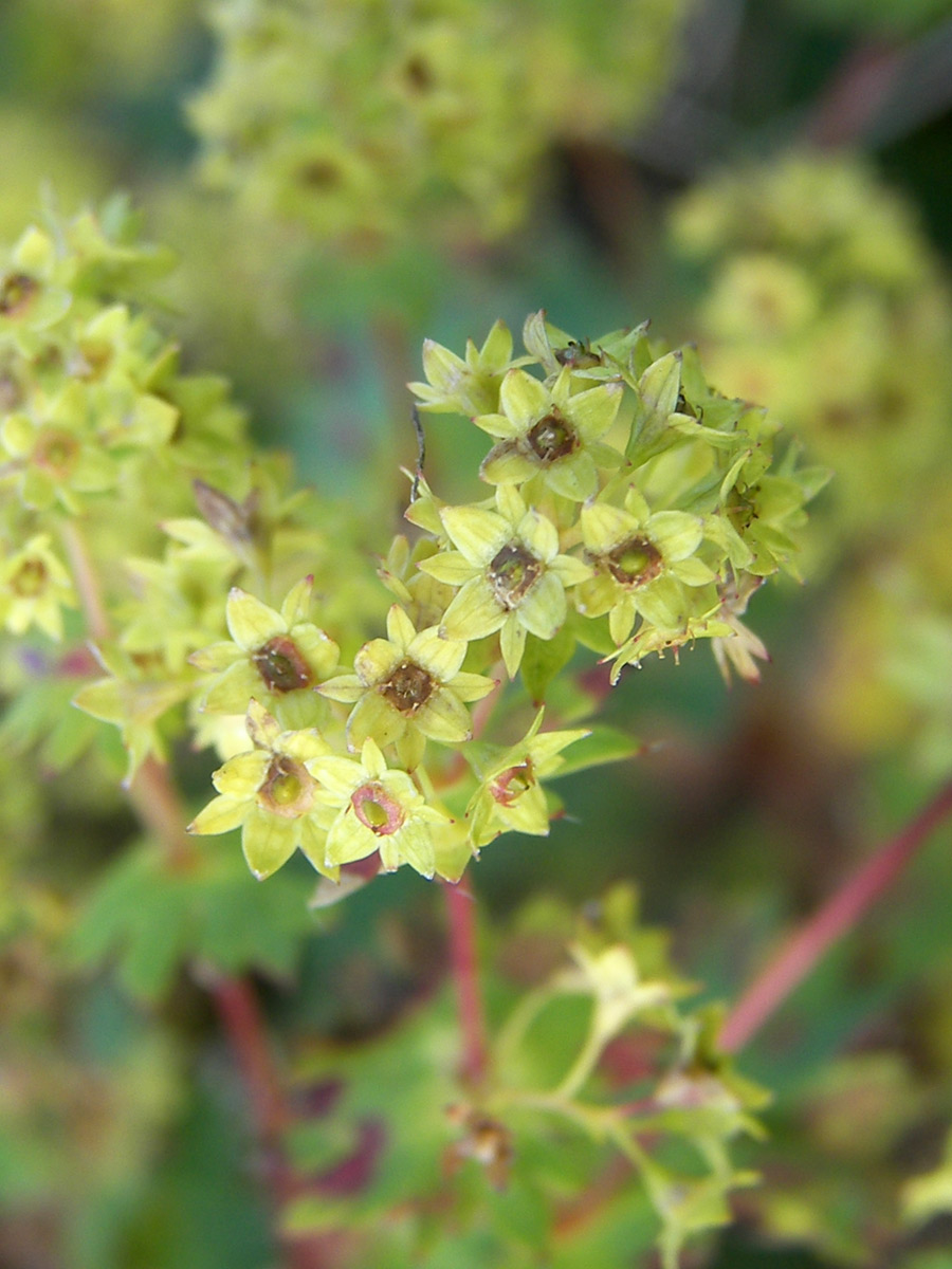 Image of Alchemilla retinervis specimen.