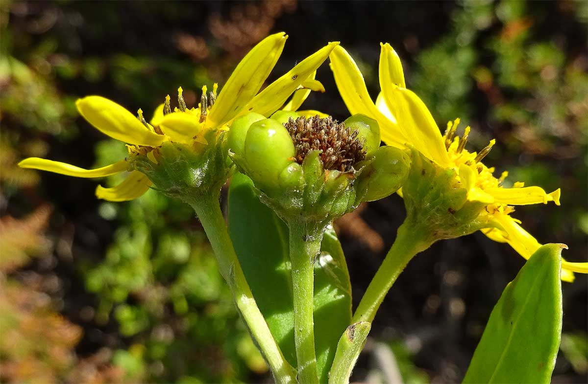 Изображение особи Chrysanthemoides monilifera.