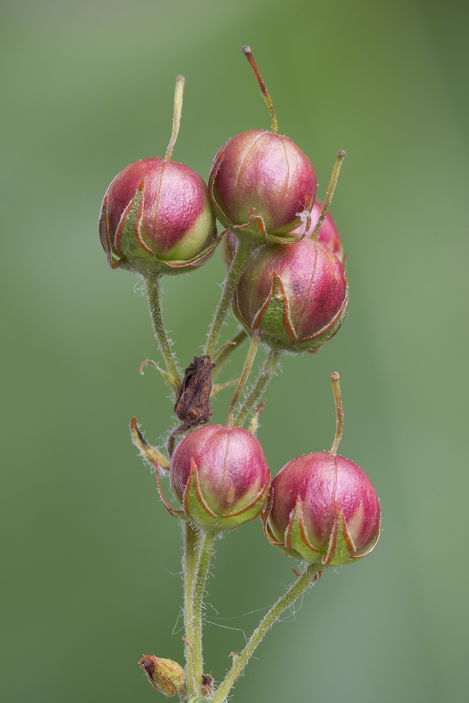 Изображение особи Lysimachia vulgaris.