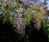 Bolusanthus speciosus